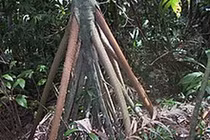 Sự thật chấn động loài cây "biết đi" duy nhất trên thế giới