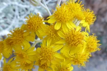 Top 4 cây cảnh hút vàng, trồng trong nhà sung túc, giàu có