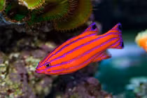 Top 12 loài cá đắt nhất hành tinh, có tiền chưa chắc mua được