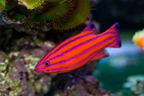 Top 12 loài cá đắt nhất hành tinh, có tiền chưa chắc mua được