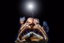 “Quỷ biển đen” bất ngờ trồi lên mặt nước, cả cõi mạng xôn xao 