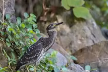 Loài chim quý hiếm bậc nhất, thế giới chỉ còn 1.000 con