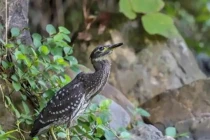 Loài chim quý hiếm bậc nhất, thế giới chỉ còn 1.000 con