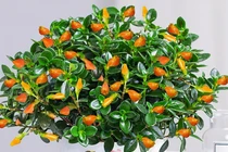 4 cây cảnh điềm lành trồng dịp Tết, gia chủ cả năm dư dả 