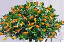 4 cây cảnh điềm lành trồng dịp Tết, gia chủ cả năm dư dả 