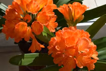 6 cây cảnh chiêu lộc hút tài, người giàu nào cũng thích trồng