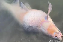 Câu được quái ngư khủng, lão nông lập tức hét lớn "Thả ngay ra!" 