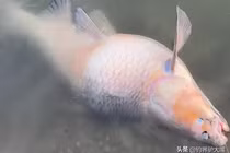 Câu được quái ngư khủng, lão nông lập tức hét lớn "Thả ngay ra!" 