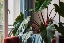 Cây cảnh hút may, trồng trong nhà gia chủ khỏe mạnh, giàu có