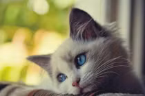 Danh sách 4 con giáp thiện lương, giàu phúc báu nhất năm 2025 