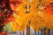 Sân trồng 3 cây 'cổ vật sống', nhà thịnh vượng ba đời