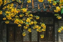 3 cây may mắn trồng trước nhà, lộc tụ về không ngớt