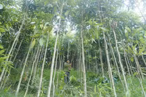 Loài cây được ví 'vàng xanh' của Việt Nam, thế giới khát khao săn lùng