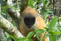 Loài linh trưởng trong sách Đỏ thế giới chỉ có ở Việt Nam