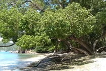 4 loài cây nguy hiểm Trời sinh... nọc độc rắn đuôi chuông phải "đầu hàng" 