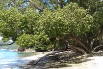 4 loài cây nguy hiểm Trời sinh... nọc độc rắn đuôi chuông phải "đầu hàng" 