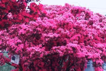 Ngắm cây cảnh tiên hoa diễn giải hết ý nghĩa cuộc sống