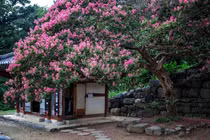 Trồng 3 cây cảnh may mắn trong sân, quý nhân đột ngột ghé thăm