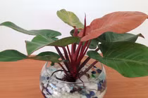 Top 3 loài cây hút lộc trồng đón Tết, tiền tự nhiên theo về