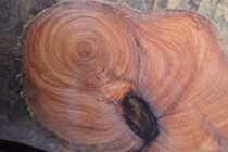 Loại gỗ đắt hơn vàng, tỏa hương thơm trăm ngàn năm không phai