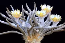 Loài cây độc lạ, hiếm có... giới yêu hoa cưng như trứng mỏng