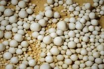 Đang đào mương, sướng run người đụng trúng “kho báu” 480 triệu tuổi 