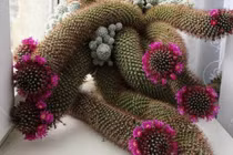 Cây cảnh bá đạo, hình tướng độc dị ai nhìn cũng đỏ mặt