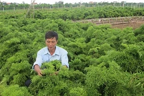 Loài cây được ví "nhân sâm của người nghèo", Việt Nam trồng đầy rẫy 