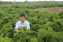 Loài cây được ví "nhân sâm của người nghèo", Việt Nam trồng đầy rẫy 