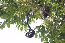 “Quái thú” treo mình lúc lỉu trên cây, bất ngờ làm chuyện ám ảnh 