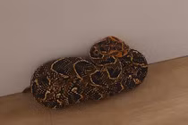 Tưởng khăn quàng bị rơi, khiếp vía nhận ra là "quái thú nằm vùng" 