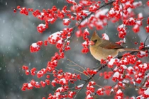 Loài cây 'mệnh đỏ' ngày Tết, chơi một tháng, may cả năm