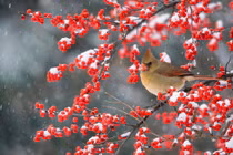 Loài cây 'mệnh đỏ' ngày Tết, chơi một tháng, may cả năm