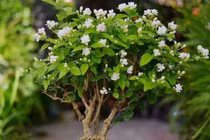 5 cây cảnh may mắn, trồng trong nhà bội thu tài lộc, hạnh phúc