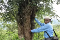 Loại gỗ đắt đỏ được ví như "vàng đen", thế giới khát khao săn lùng 