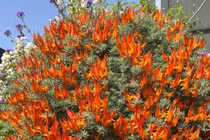 Cây cảnh nở hoa chói mắt này rực rỡ như lửa còn dễ chăm