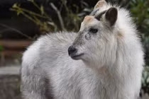 "Thần thú" bất ngờ lộ diện, cõi mạng xôn xao cho là điềm may 