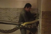 Thất kinh phát hiện 'quái thú' ẩn nấp trong nhà vệ sinh chung cư