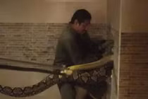 Thất kinh phát hiện 'quái thú' ẩn nấp trong nhà vệ sinh chung cư