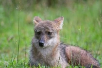 Loài thú hoang dã được ví "báu vật của Việt Nam", cực khó bắt gặp