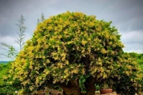 7 cây cảnh ướp hương, nở hoa thơm nhất mùa hè