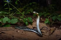 Đi hái nấm, bất ngờ đụng trúng “quái thú” và cái kết hãi hùng 