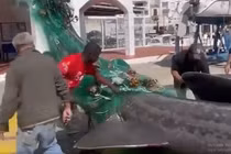 "Quái ngư” 7m bất ngờ sa lưới, ngư phủ bủn rủn chân tay 