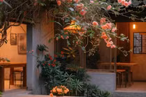 Cổ nhân dạy, cây to trong sân, nhà không nghèo cũng khó