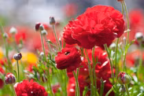 Sinh vào 4 ngày Âm lịch này, cuối tháng 3 cầu được ước thấy