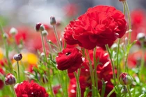 Sinh vào 4 ngày Âm lịch này, cuối tháng 3 cầu được ước thấy