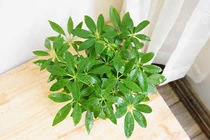 Cây cảnh hút lộc tứ phương, tài lộc đổ về nườm nượp