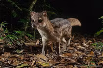 Bái phục loài động vật dai sức nhất hành tinh, "ân ái" suốt 8 giờ 