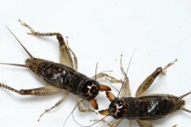 Phát sốt với thú nuôi dế thành... "đấu sĩ" của dân chơi