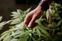 Nhật bắt 6 người Việt vì nghi ngờ trồng cần sa 